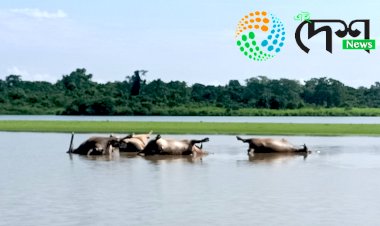 কাজিৰঙা ৰাষ্ট্ৰীয় উদ্যানত বজ্ৰপাত পৰি একেলগে ৬ টাকৈ বনৰীয়া ম’হৰ মৃত্য  : পশু চিকিৎসক দলৰ দ্বাৰা মৰোনোত্তৰ পৰীক্ষা  :