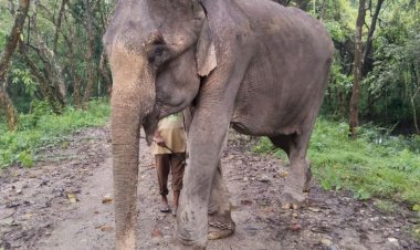 কাজিৰঙা ৰাষ্ট্ৰীয় উদ্যানলৈ সুদীৰ্ঘ দিন সেৱা আগবঢ়োৱা মোহনমালাৰ মৃত্যু : বিভাগীয় মৰ্যদাৰে শেষকৃত সম্পন্ন  :