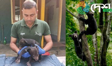 কাজিৰঙাৰ বন্যপ্ৰাণী পুনৰ সংস্থাপন আৰু সংৰক্ষণ কেন্দ্ৰত প্ৰতিপালিত আৰু মাতৃৰ পৰা বিচ্ছেদিত দুটা ভালুক পোৱালীক  দিহিং পাটকাইত পুনৰ সংস্থাপনৰ চেষ্টা বন বিভাগৰ :