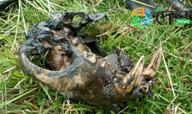 কাজিৰঙা ৰাষ্ট্ৰীয় উদ্যানৰ বুঢ়াপাহাৰ আৰু বাগৰি বনাঞ্চলত ঢেকীয়াপতীয়া বাঘৰ মৃতদেহ উদ্ধাৰ :