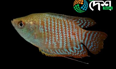 কাজিৰঙা ৰাষ্ট্ৰীয় উদ্যানত থকা মাছ, ভেকুলী আৰু সৰীসৃপৰ ওপৰত কৰা সমীক্ষাৰ  প্ৰতিবেদন প্ৰকাশ :