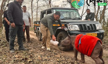 কাজিৰঙাৰ বুঢ়াপাহাৰ বনাঞ্চলত মাতৃহাৰা গঁড় পোৱালী উদ্ধাৰ : বন্যপ্ৰাণী পুনৰ সংস্থাপন আৰু সংৰক্ষণ কেন্দ্ৰলৈ প্ৰেৰণ :