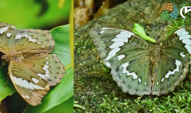 শিল্পী জুবিন গাৰ্গৰ নামত পখিলাৰ নতুন প্ৰজাতিৰ নাম : ইউথালিয়া (লিম্বুসা) জুবিনগাৰ্গি নামেৰ নাম দিয়া এই পখিলাতো অৰুণাচলত চিনাক্ত কৰিছে অসমৰ যুৱকে :