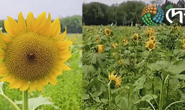 কাজিৰঙাৰ পৰ্যটকৰ আকৰ্ষণৰ কেন্দ্ৰ হৈ উঠিছে অগৰাতলিৰ সুৰ্যমুখী ফুলৰ বাগিছা :