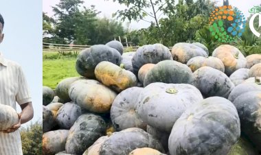 বৰ্হিৰাষ্ট্ৰ নেপালৰ লগতে পশ্চিম বংগ, ত্ৰিপুৰা, দিল্লীলৈ বোকাখাত সমজিলাৰ চহলা পথাৰৰ ৰঙালাউ : পুৰ্বৰ কৃষিবৰ্ষতকৈ লাভান্বিত হৈছে কৃষক :