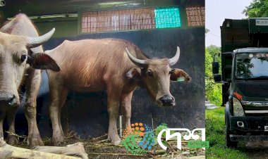দ্বিতীয় বাৰৰ বাবে কাজিৰঙাৰ অগৰাতলি বনাঞ্চলৰ পৰা মধ্যপ্ৰদেশৰ কানহা ব্যাঘ্ৰ সংৰক্ষিত বনাঞ্চললৈ ৪ টা ম'হ প্ৰেৰণ : পুৰ্বে প্ৰেৰণ কৰা ৪ টাক লৈ মুঠ ৮ টা ম'হ পঠোৱা হ'ল মধ্যপ্ৰদেশলৈ :