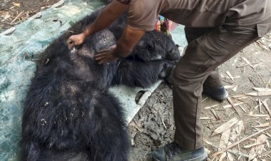 A bear was rescued from Mariani and released after a health assessment at Kaziranga National Park.