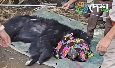 मरियानी में बांस की झाड़ियों में घुसा जंगली भालू, वन विभाग ने सुरक्षित रेस्क्यू कर काजीरंगा के जंगलों में छोड़ा :