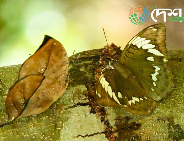 Naming of a New Butterfly Species after Artist Zubeen Garg : Euthalia (Limbusa) zubeengargi Identified in Arunachal Pradesh by an Assamese Youth.
