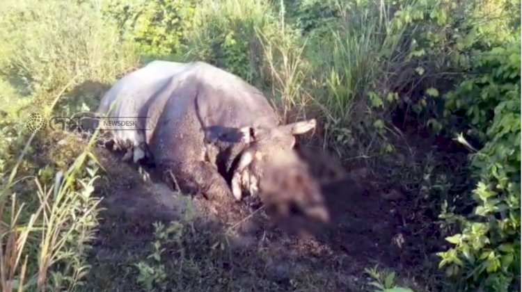 Hornless death body of a Rhino found in Kaziranga National Park: Poachers killed Rhino