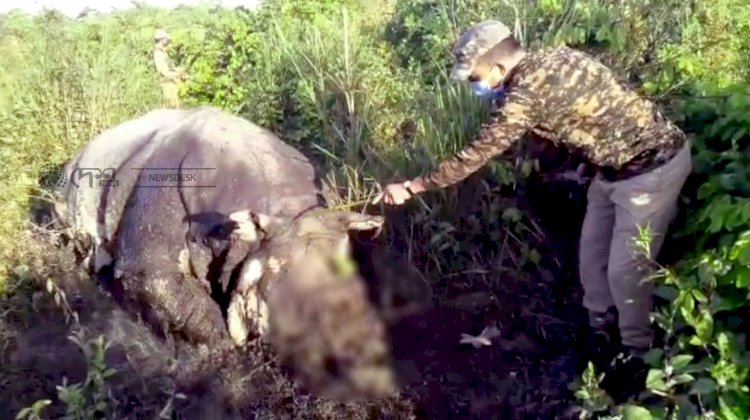 Hornless death body of a Rhino found in Kaziranga National Park: Poachers killed Rhino