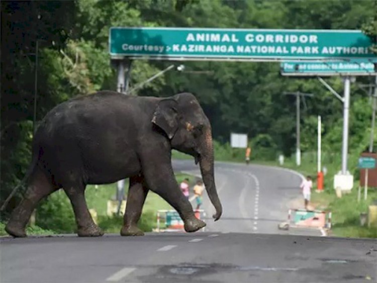 Supreme Court ordered Assam to remove all illegal constructions in animal corridors near Kaziranga.