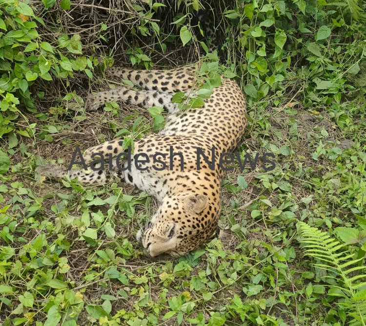 কাজিৰঙাৰ এনিমেল কৰিডৰত গাড়ীৰ খুন্দাত নাহৰফুটুকী বাঘৰ মৃত্যু  :