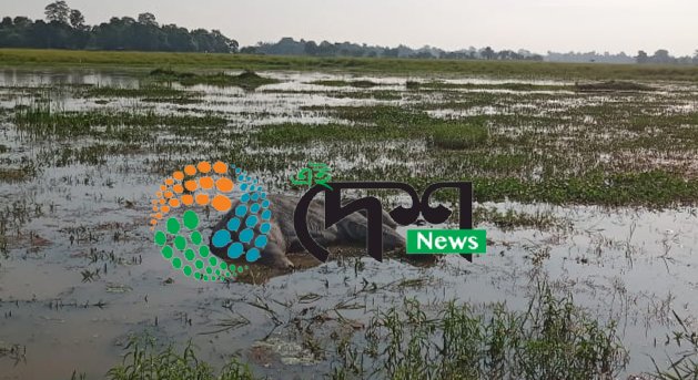 বোকাখাতৰ জাপৰিপথাৰত হাতীৰ মৃতদেহ উদ্ধাৰ  :  বাঘে কৰা আক্ৰমনত আহত হোৱাৰ বাবেই হাতীটোৰ মৃত্যু :