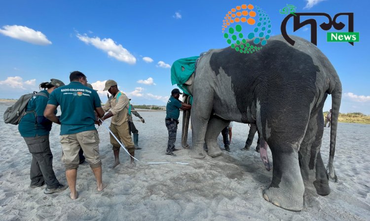 অসমৰ বাকসা জিলাত হাতী মানুহৰ সংঘাত প্ৰশমনৰ বাবে বন্যহস্তীৰ দেহত ৰেডিঅ’ কলাৰ সংস্থাপন :