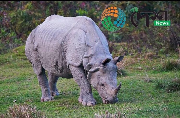 কাজিৰঙাৰ অগৰাতলি বনাঞ্চলত গঁড়ৰ আক্ৰমনত বনকৰ্মী আহত  :