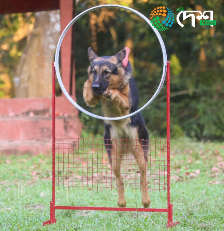 কাজিৰঙা ৰাষ্ট্ৰীয় উদ্যানত বন্যপ্ৰাণী অপৰাধ আৰু চোৰাংচিকাৰ ৰোধত নিয়োজিত স্নীফাৰ কুকুৰ আৰু পৰিচালকৰ বিশেষ কৰ্মশালা :