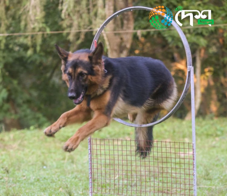 কাজিৰঙা ৰাষ্ট্ৰীয় উদ্যানত বন্যপ্ৰাণী অপৰাধ আৰু চোৰাংচিকাৰ ৰোধত নিয়োজিত স্নীফাৰ কুকুৰ আৰু পৰিচালকৰ বিশেষ কৰ্মশালা :