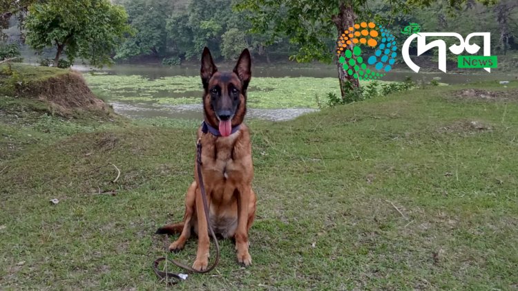 কাজিৰঙাৰ সুৰক্ষাৰ বাবে নিয়োজিত প্ৰশিক্ষিত আৰু বেলজিয়াম মেলিনইজ প্ৰজাতিৰ জুবিৰ মৃত্যু : কাজিৰঙা ৰাষ্ট্ৰীয় উদ্যান কৰ্তৃপক্ষ আৰু আৰণ্যকৰ শোক প্ৰকাশ :