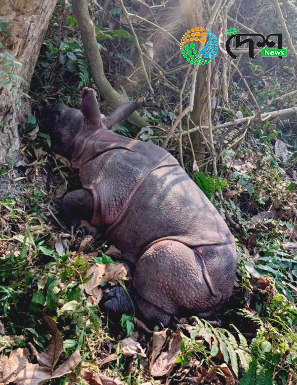 কাজিৰঙাৰ বুঢ়াপাহাৰ বনাঞ্চলত মাতৃহাৰা গঁড় পোৱালী উদ্ধাৰ : বন্যপ্ৰাণী পুনৰ সংস্থাপন আৰু সংৰক্ষণ কেন্দ্ৰলৈ প্ৰেৰণ :