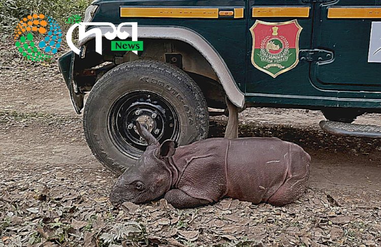 কাজিৰঙাৰ বুঢ়াপাহাৰ বনাঞ্চলত মাতৃহাৰা গঁড় পোৱালী উদ্ধাৰ : বন্যপ্ৰাণী পুনৰ সংস্থাপন আৰু সংৰক্ষণ কেন্দ্ৰলৈ প্ৰেৰণ :
