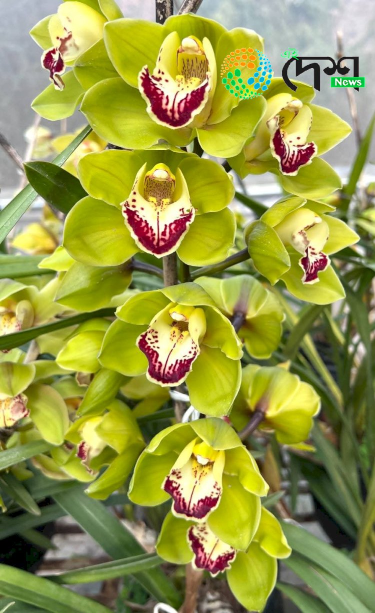 কাজিৰঙাত অৰ্কিড পাৰ্ক উন্মোচনৰ সময়ত গুৰুত্ব পাইছে চিকিমৰ বিশেষজ্ঞ ড°মোহন প্ৰধানৰ “সেউজীয়া কাজিৰঙা’ নামৰ বৰ্ণ শংকৰ জাত অৰ্কিডে :