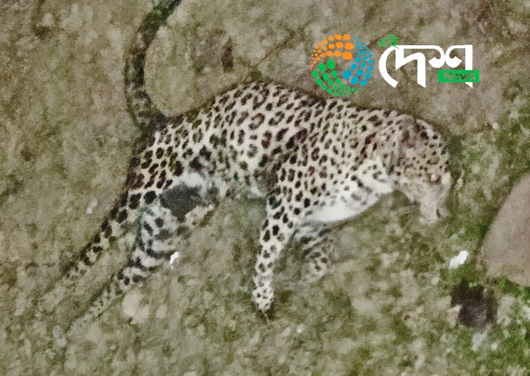 বোকাখাতৰ বৰজুৰিত থকা বন্যপ্ৰাণী পুনৰ সংস্থাপন আৰু সংৰক্ষণ কেন্দ্ৰলৈ শেনচোৱা বাগিচাৰ আহত নাহৰফুটুকী :