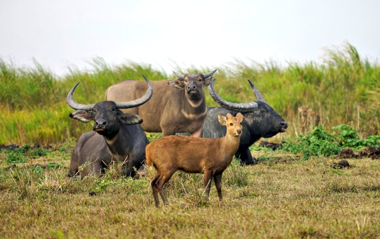 Translocation of  Asiatic Wild Buffalo from Kaziranga National Park  to Kanha Tiger Reserve :