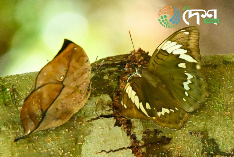 শিল্পী জুবিন গাৰ্গৰ নামত পখিলাৰ নতুন প্ৰজাতিৰ নাম : ইউথালিয়া (লিম্বুসা) জুবিনগাৰ্গি নামেৰ নাম দিয়া এই পখিলাতো অৰুণাচলত চিনাক্ত কৰিছে অসমৰ যুৱকে :