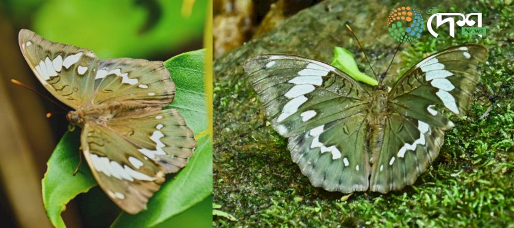 শিল্পী জুবিন গাৰ্গৰ নামত পখিলাৰ নতুন প্ৰজাতিৰ নাম : ইউথালিয়া (লিম্বুসা) জুবিনগাৰ্গি নামেৰ নাম দিয়া এই পখিলাতো অৰুণাচলত চিনাক্ত কৰিছে অসমৰ যুৱকে :
