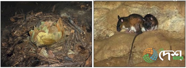 তিনিটা দশকৰ অন্বেষণৰ শেষত মেঘালয়ৰ গুহাবোৰ বন্যপ্ৰাণীৰ আশ্ৰয়স্থল, চিকাৰস্থলী, আৰু মৰণ ফাণ্ড বুলি প্ৰমাণিত : জুল’জিকেল চাৰ্ভে অৱ ইণ্ডিয়াৰ চিলং কেন্দ্ৰৰ সাফল্য :