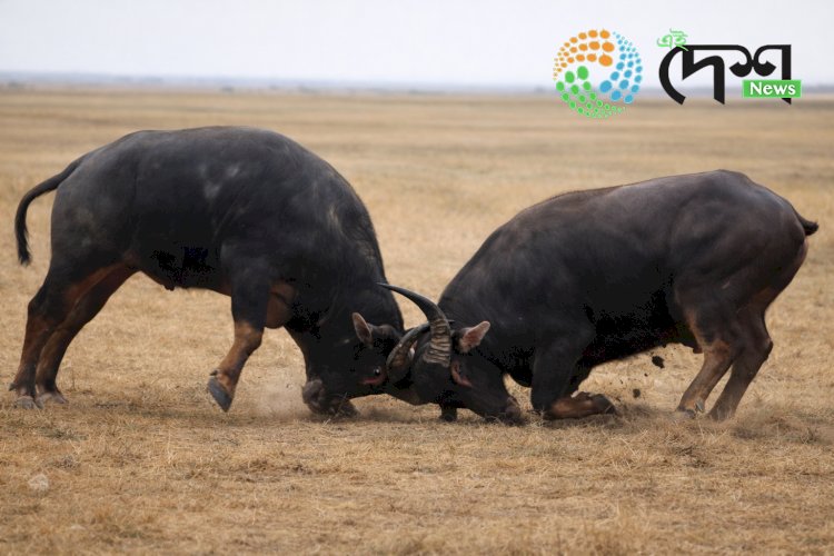 অসমত ম’হৰ যুঁজ নিষিদ্ধ কৰি আয়োজক সকলৰ বিৰুদ্ধে আইনী ব্যৱস্থা গ্ৰহণ কৰিবলৈ অসম চৰকাৰক গুৱাহাটী উচ্চ ন্যায়ালয়ৰ নিৰ্দেশ  :