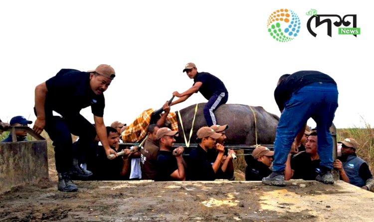 Four Asiatic Wild Buffaloes from Kaziranga National Park reached Kanha Tiger Reserve of Madhya Pradesh for rehabilitation :