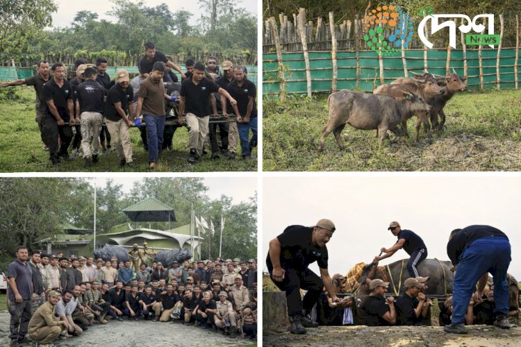 Four Asiatic Wild Buffaloes from Kaziranga National Park reached Kanha Tiger Reserve of Madhya Pradesh for rehabilitation :