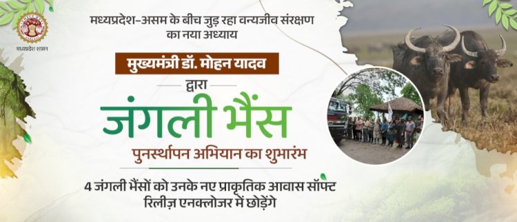 Four Asiatic Wild Buffaloes from Kaziranga National Park reached Kanha Tiger Reserve of Madhya Pradesh for rehabilitation :