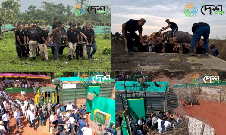 Four Asiatic Wild Buffaloes from Kaziranga National Park reached Kanha Tiger Reserve of Madhya Pradesh for rehabilitation :