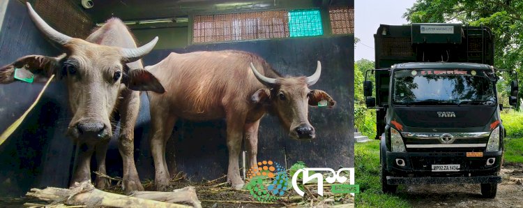 দ্বিতীয় বাৰৰ বাবে কাজিৰঙাৰ অগৰাতলি বনাঞ্চলৰ পৰা মধ্যপ্ৰদেশৰ কানহা ব্যাঘ্ৰ সংৰক্ষিত বনাঞ্চললৈ ৪ টা ম'হ প্ৰেৰণ : পুৰ্বে প্ৰেৰণ কৰা ৪ টাক লৈ মুঠ ৮ টা ম'হ পঠোৱা হ'ল মধ্যপ্ৰদেশলৈ :