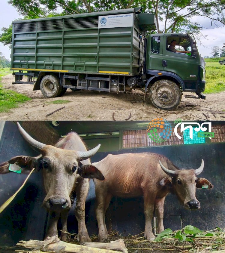 দ্বিতীয় বাৰৰ বাবে কাজিৰঙাৰ অগৰাতলি বনাঞ্চলৰ পৰা মধ্যপ্ৰদেশৰ কানহা ব্যাঘ্ৰ সংৰক্ষিত বনাঞ্চললৈ ৪ টা ম'হ প্ৰেৰণ : পুৰ্বে প্ৰেৰণ কৰা ৪ টাক লৈ মুঠ ৮ টা ম'হ পঠোৱা হ'ল মধ্যপ্ৰদেশলৈ :