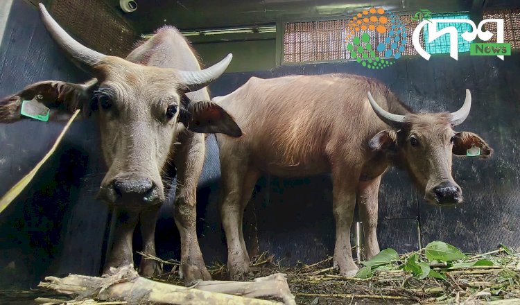 দ্বিতীয় বাৰৰ বাবে কাজিৰঙাৰ অগৰাতলি বনাঞ্চলৰ পৰা মধ্যপ্ৰদেশৰ কানহা ব্যাঘ্ৰ সংৰক্ষিত বনাঞ্চললৈ ৪ টা ম'হ প্ৰেৰণ : পুৰ্বে প্ৰেৰণ কৰা ৪ টাক লৈ মুঠ ৮ টা ম'হ পঠোৱা হ'ল মধ্যপ্ৰদেশলৈ :