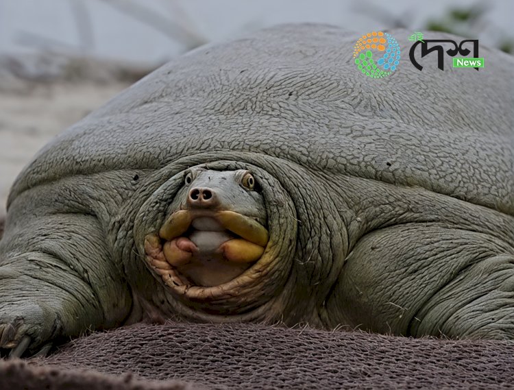 India’s first satellite-tagged Ganges softshell turtle released at Kaziranga National and Tiger Reserve.